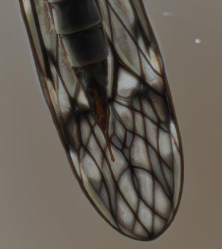 Réf. 350 033 : Tipula sp.